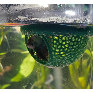 Esconderijo Flutuante Betta - Toca Cama Folha para Aquário em Oferta na Shopee