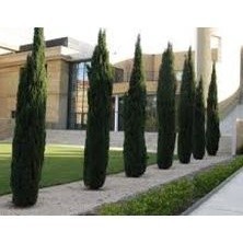 200 Sementes De Cipreste Italiano - Frete  rápido