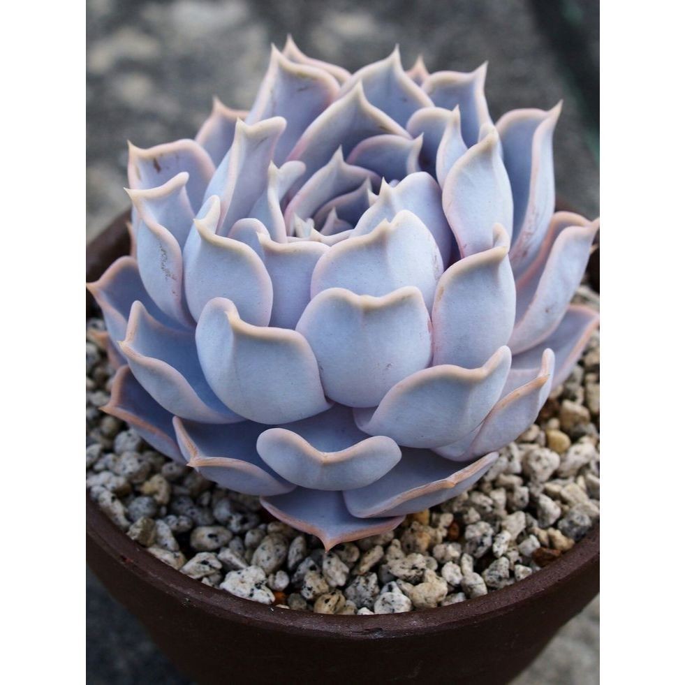 ENVIO SUPER RÁPIDO 100 sementes suculenta Agave 'Blue Glow' com manual de cultivo pronta entrega envio em 24h l T1