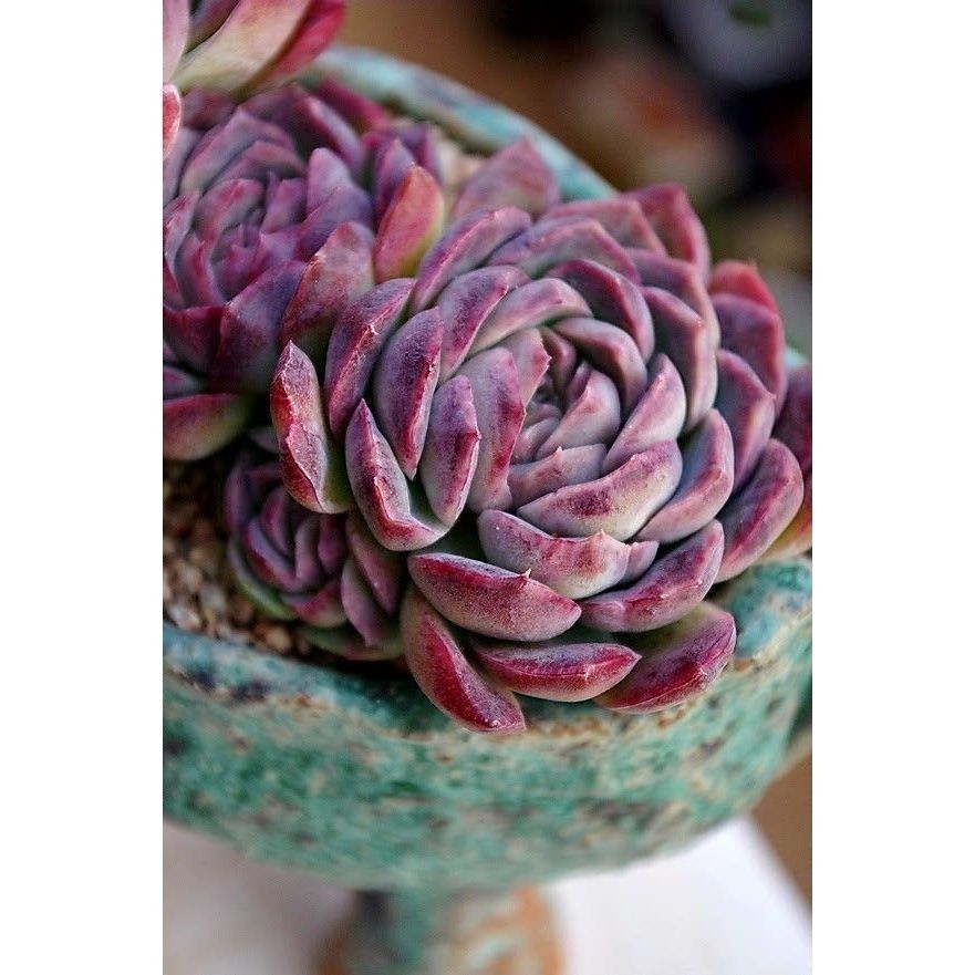 ENVIO SUPER RÁPIDO suculenta Echeveria 'Doris Taylor' (Echeveria peluda)100 Sementes de Com Manual de cultivo l T1