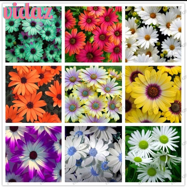 200 500 Sementes Misturadas de Margarida Africana, Osteospermum, Flor 100PCS