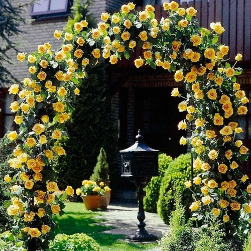 200 Sementes de Rosa Trepadeira Golden Showers Amarela | Cultivo Fácil | Flor Perfume p/ Jardim, Mudas e Cerca Viva