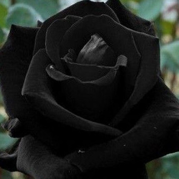 ENVIO SUPER RÁPIDO 100 Sementes de Rosa Negra Rosas Raras com Manual de Cultivo Envio Rápido envio rápido T1