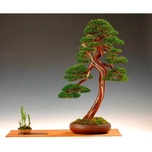 1000 Sementes Semperviren Cipreste Italiano | ENVIO RÁPIDO!!!