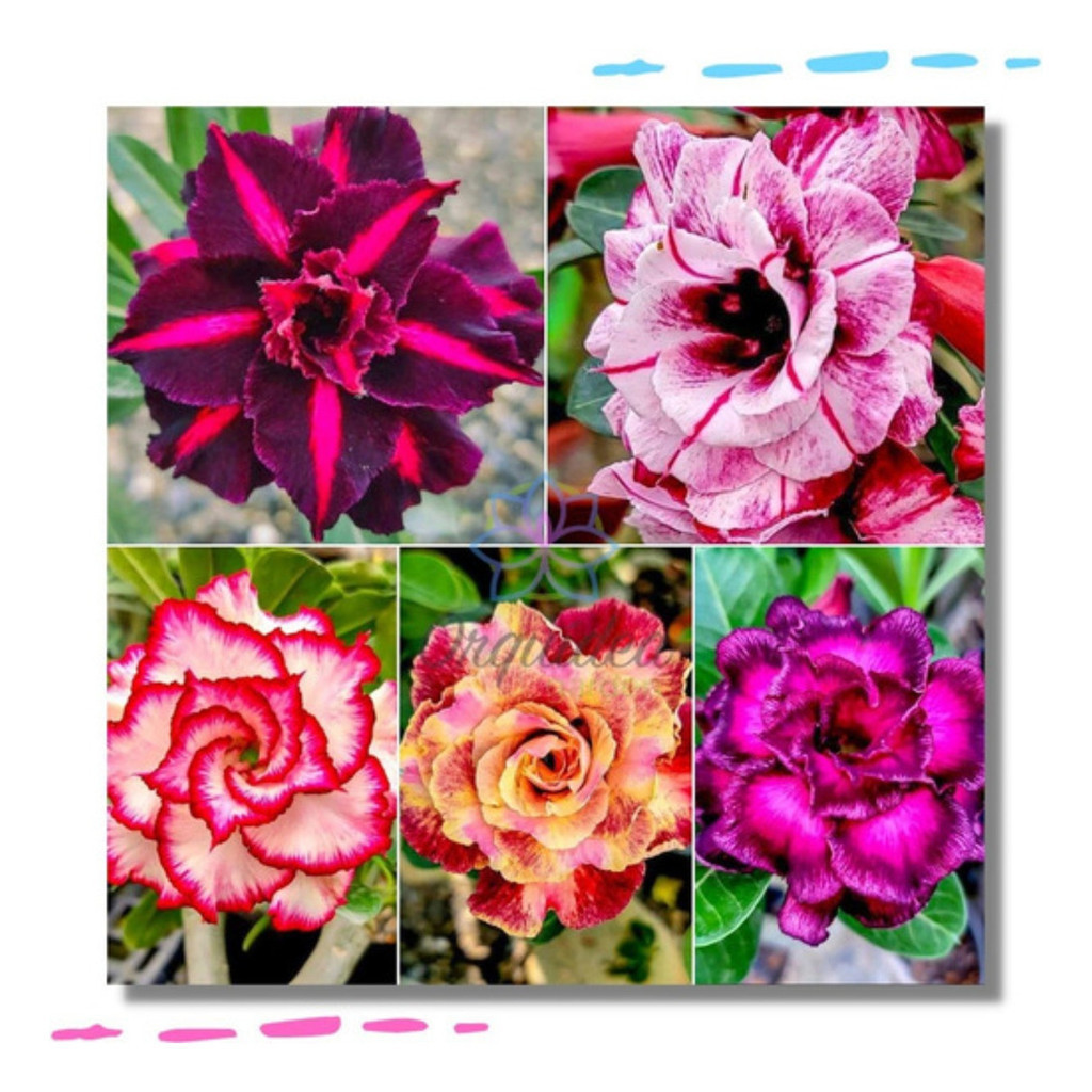Kit 1000 Sementes Rosa do Deserto (Adenium) +10 Mudas Dupla/Tripla Rara | Flor Ornamental para Jardim