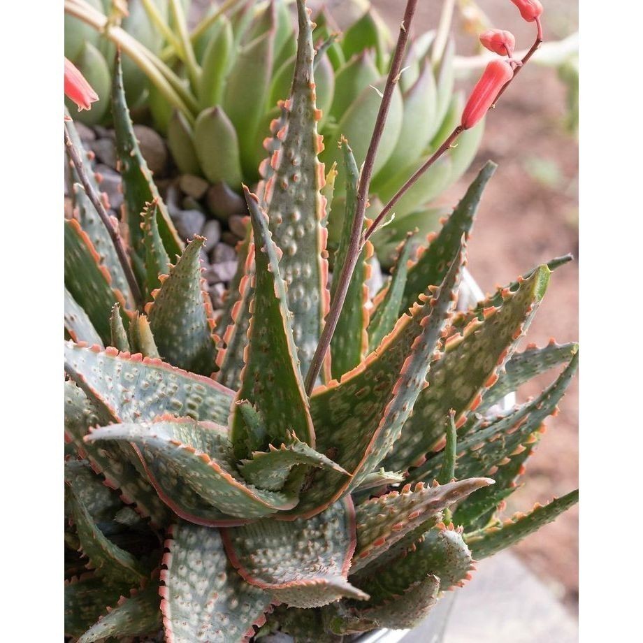 ENVIO SUPER RÁPIDO 100 sementes suculenta aloe carmine com manual de cultivo pronta entrega envio em 24h l T1
