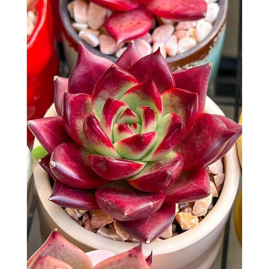 ENVIO SUPER RÁPIDO suculenta Pachyphytum oviferum (Moonstones)100 Sementes de Com Manual de cultivo l T1
