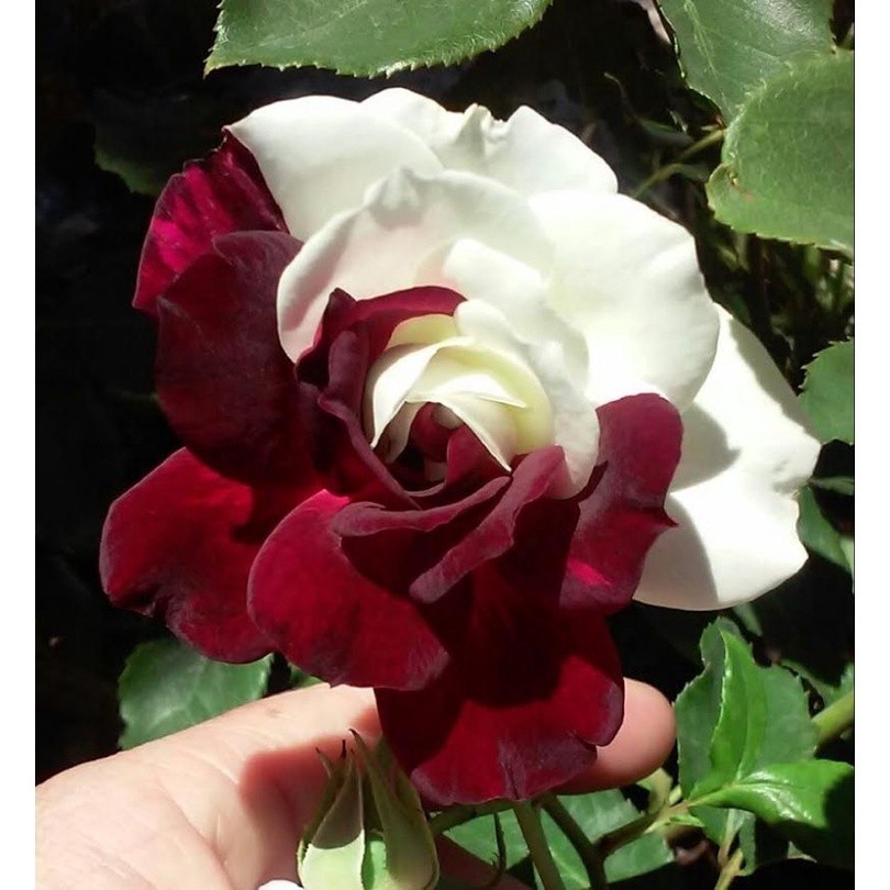 200 sements rosa osiria com manual de cultivo