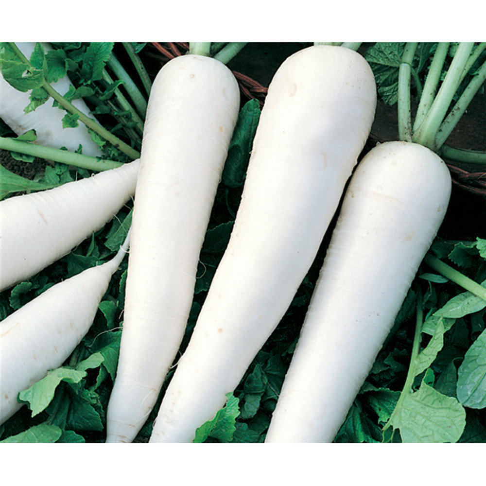 1000 Sementes de Rabanete Minowase (Daikon) Importado | Alta Germinação | Hortas e Vasos