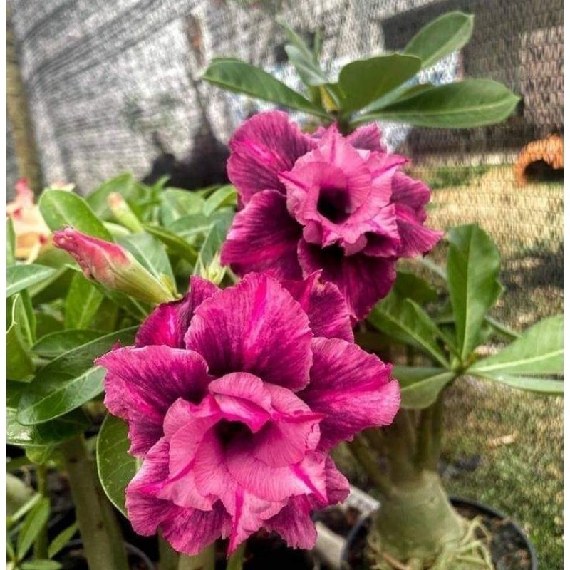 1000 Sementes Rosa do Deserto Pink Escuro Dobrada (Adenium) Flor Rara para Plantio e Jardinagem
