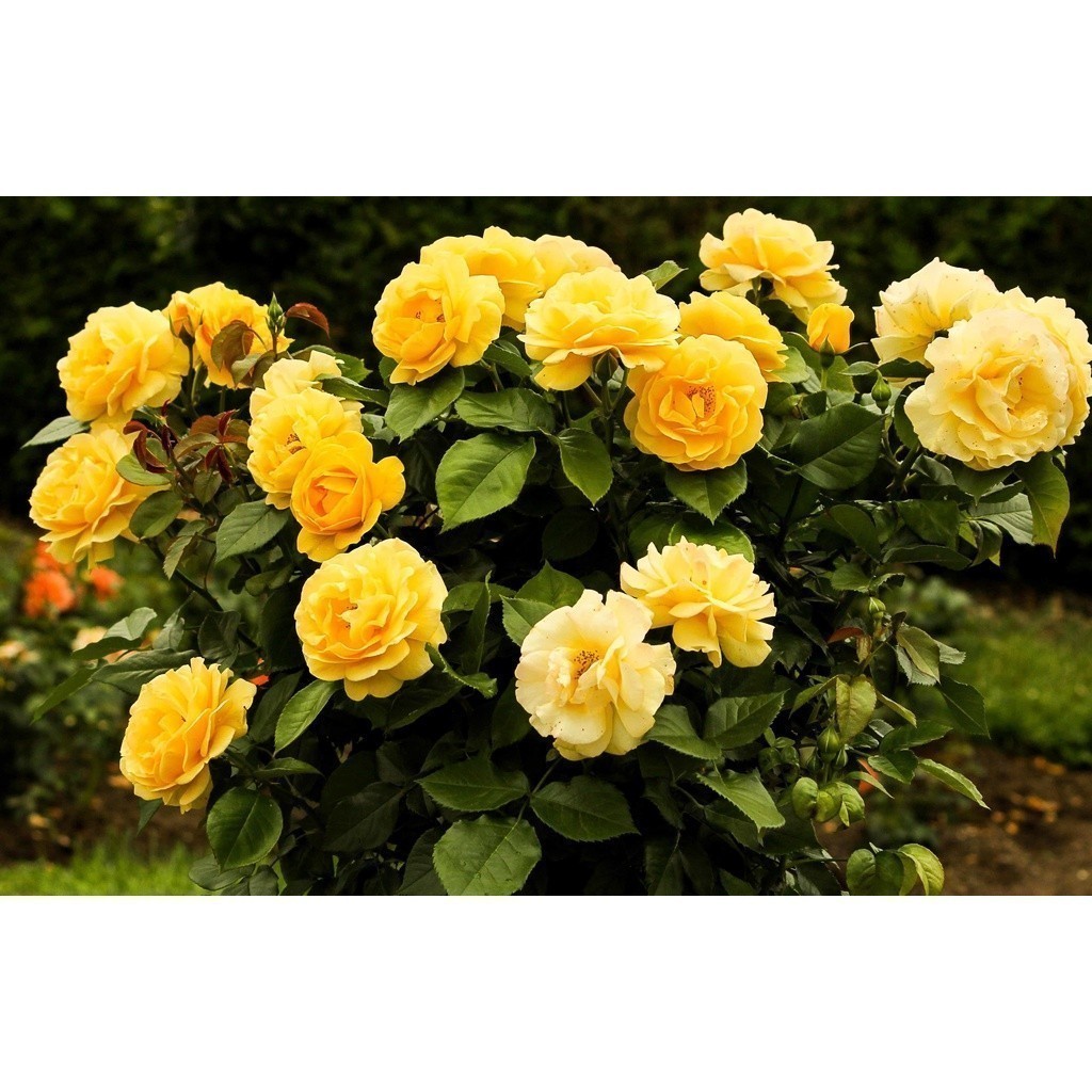 OPORTUNIDADE 100 sementes rosas amarelas trepadeiras OPORTUNIDADE T5