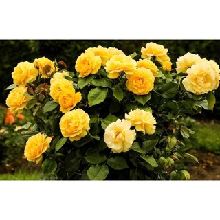OPORTUNIDADE 100 sementes rosas amarelas trepadeiras OPORTUNIDADE T5