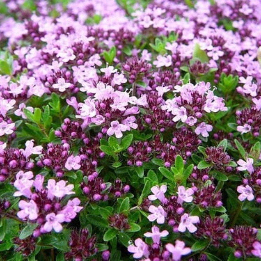 Sementes de Tomilho Roxo Rasteiro 1000 Unid. Erva Aromática para Mudas Jardinagem Temperos Flor