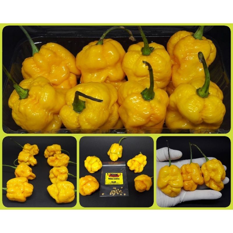 50 Sementes de Pimenta Nuclear Trinidad Scorpion Yellow.