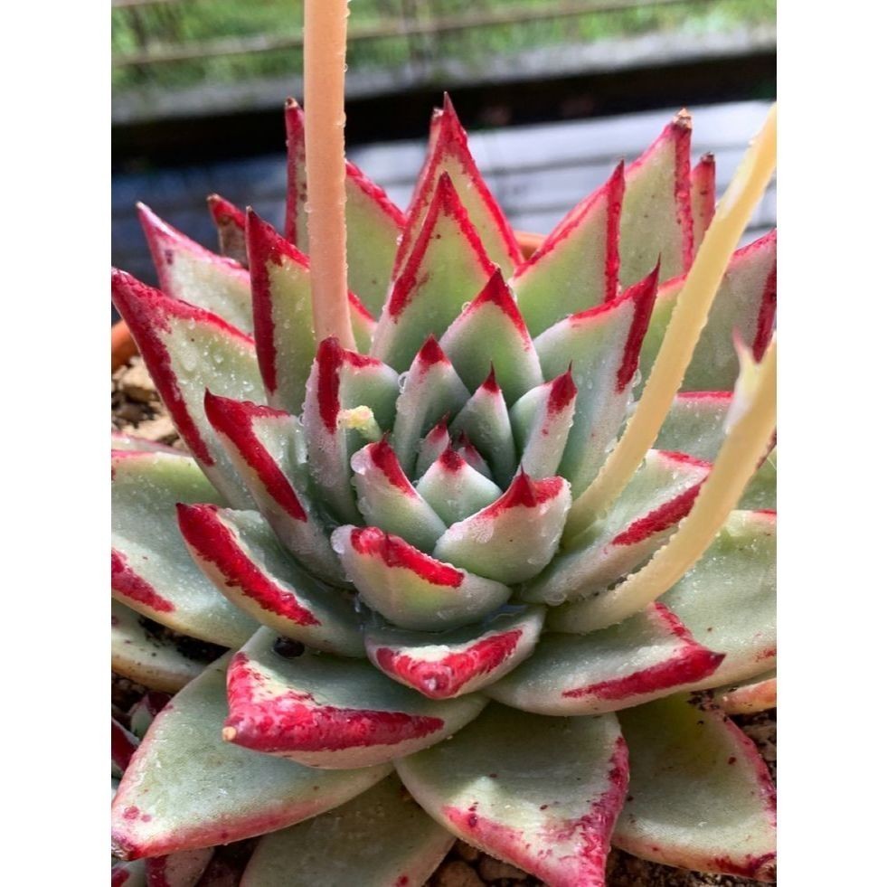 ENVIO SUPER RÁPIDO suculenta Echeveria 'Perle von Nürnberg'100 Sementes de Com Manual de cultivo l T1