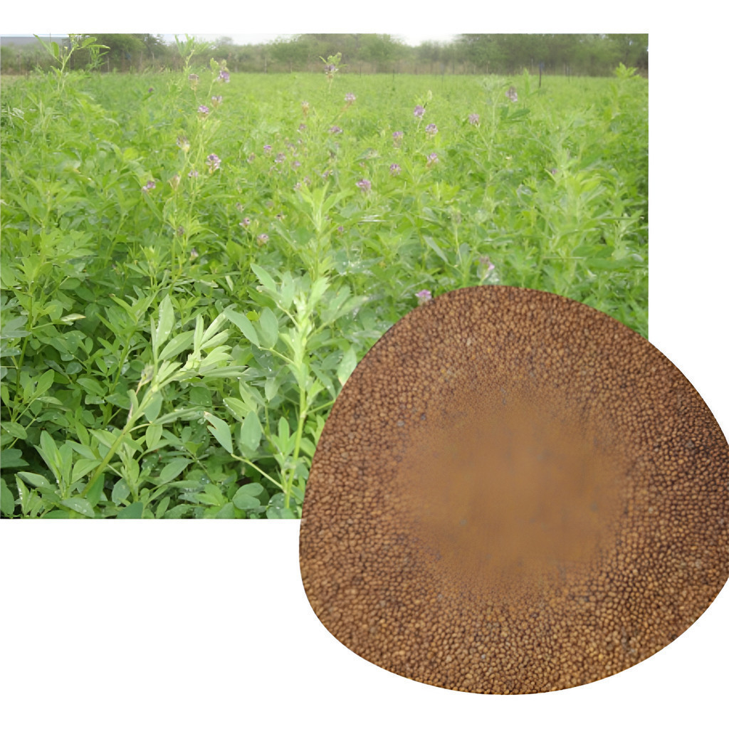 Cultivo prático 200 Sementes De Alfafa Criola - Brotos,feno E Pastagem
