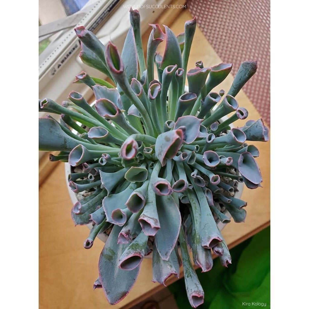 suculenta echeveria  trumpete pink 100 Sementes de Com Manual de cultivo l