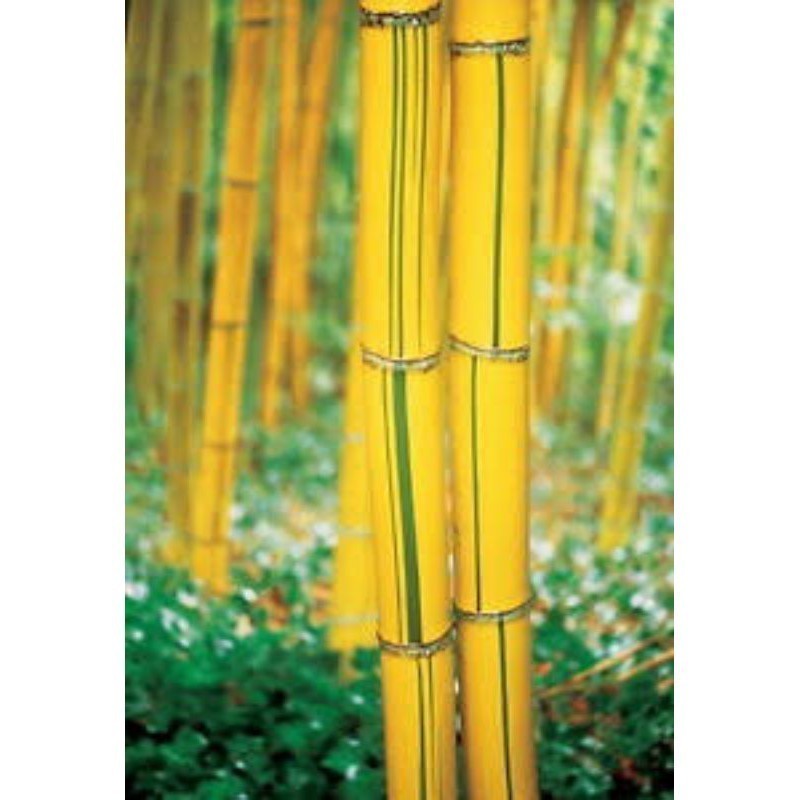 150 Sementes de Bambu Mosso Amarelo para Plantio | Bambu Gigante Ornamental | Jardim e Paisagismo