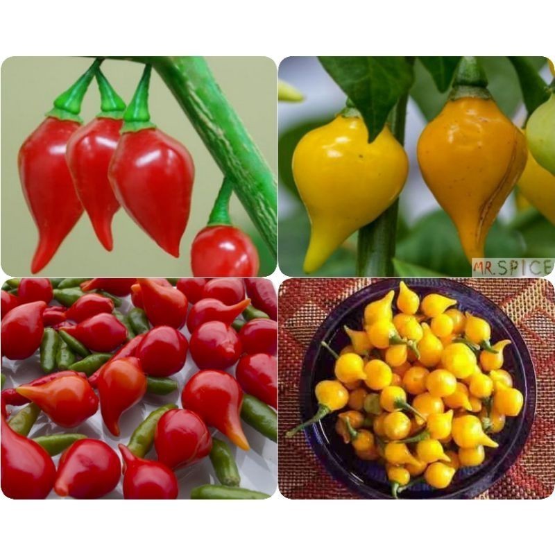 200 Sementes Pimenta Biquinho Amarela 50 un. e Biquinho Vermelha 50un.