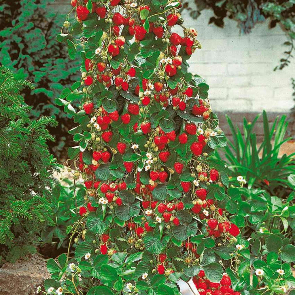 Liolin Garde 1000 Sementes De Morango Escalador Trepadeira - Frescas Para