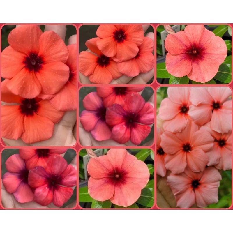 30 Vinca Madagascar Boa Noite Tattoo Cherry Pink Splash