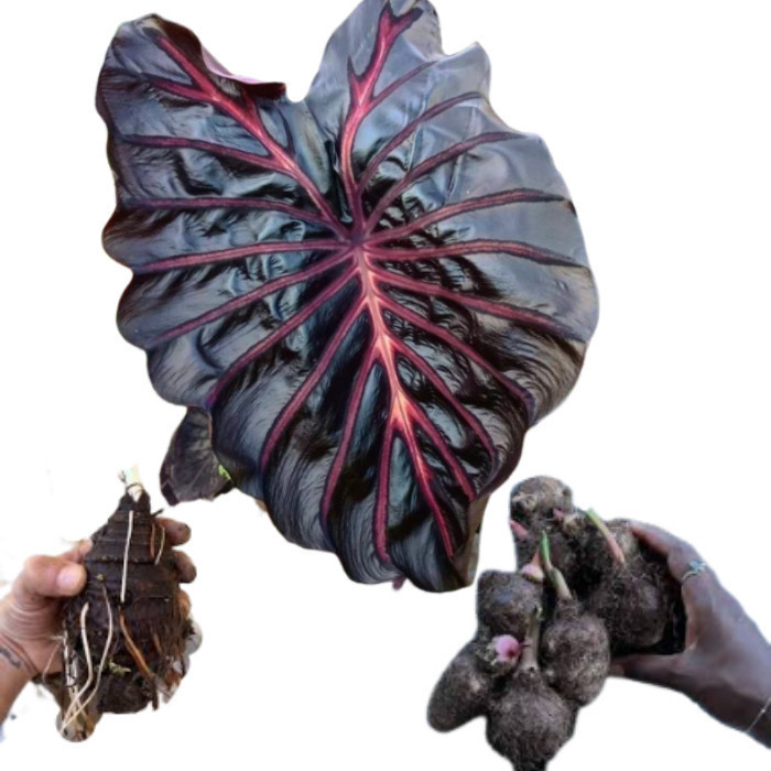 Batata de Caladium Crimson Onyx black (tinhorão)