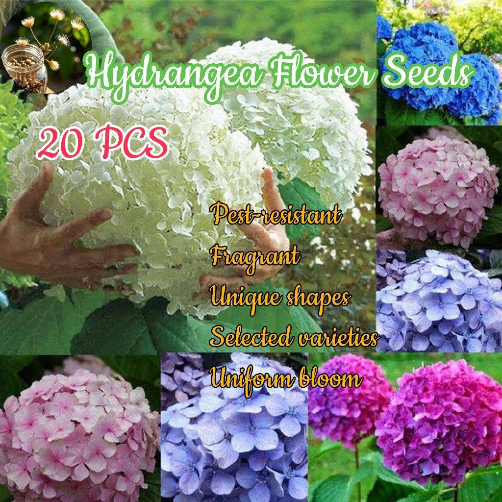 200 500 Sementes Sementes pcs Hortênsia Mista Flor para Plantar Flores Bonsai Plantas Floridas