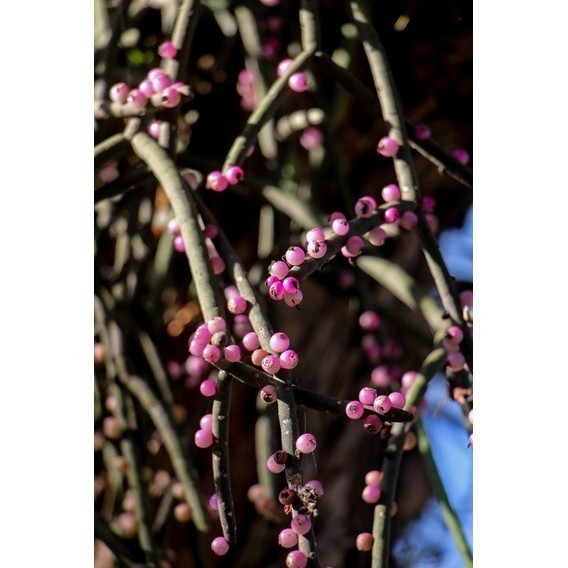 1000 Sementes de Cacto Macarrão Suculenta Rhipsalis baccifera para plantio de Mudas