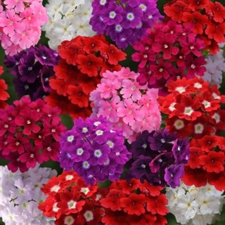 100 Sementes Flor Especial Verbena Multi Coloridas.