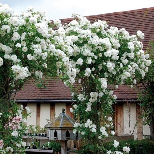 ENVIO SUPER RÁPIDO!!! 100 Sements Rosas Trepadeiras Brancas b1 pra novas plantas EXCLUSIVO