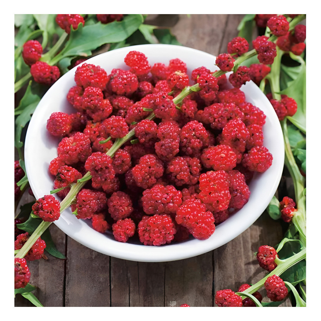 Sementes de Espinafre Morango 1000 Unidades (Spinacia oleracea) Planta Comestível Fruta e Folha Para Horta Jardim
