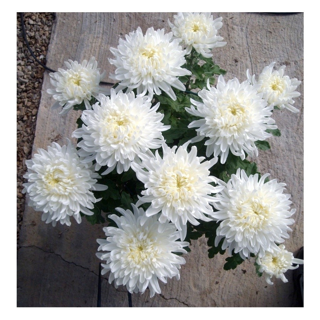 100 Sementes De Crisantemo Branco -