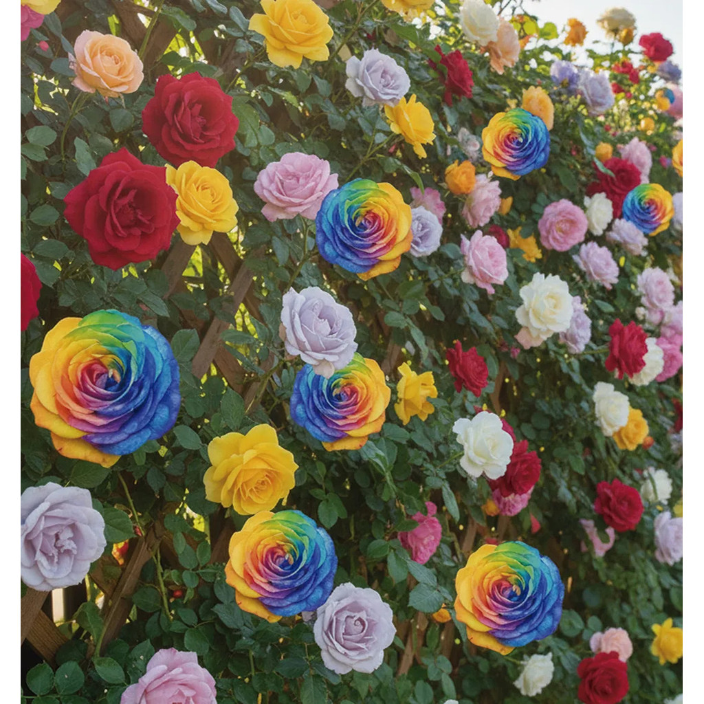 Sementes De Rosa Trepadeira Mix Para Jardinagem