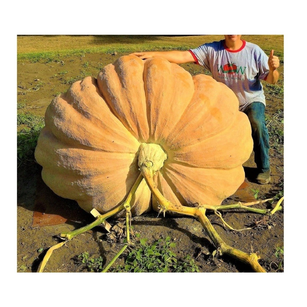 10 Sementes MORANGA Gigante Dills Atlantic
