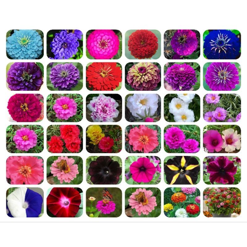 100 Sementes Onze Horas Dobradas Cores raras. em Oferta na Shopee