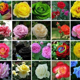 200 sementes de rosas mix de cores azul verde rosa amarela laranja e outras ll Premium