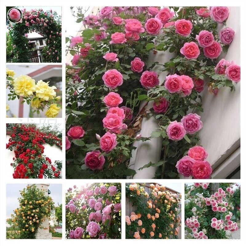 ENVIO SUPER RÁPIDO 100 Sementes de Rosas Trepadeiras - mix de Cores Diversas III T1