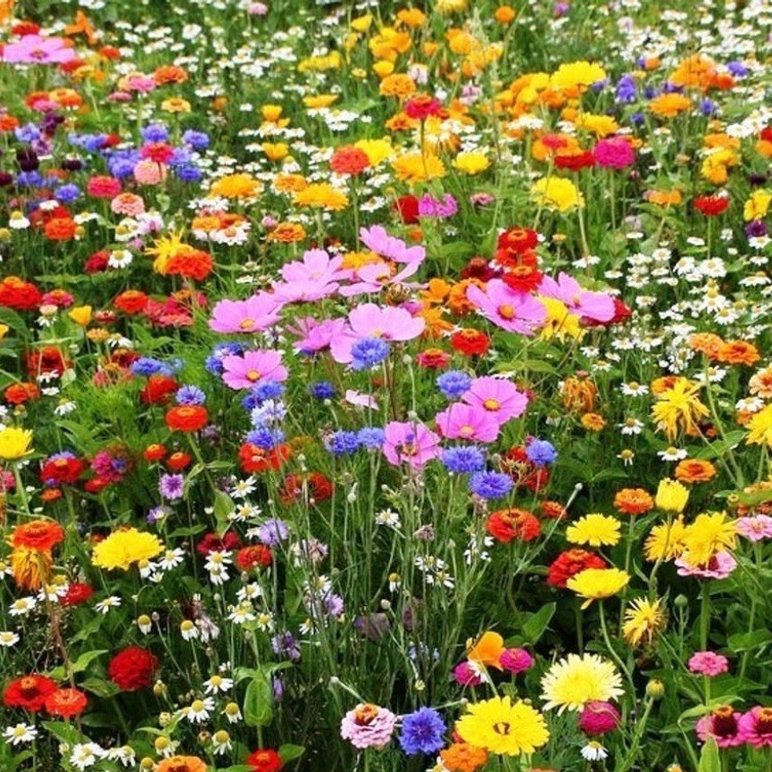 50 sementes de flores variadas, ideais para plantio em jardins e floreiras. Fáceis de cultivar.