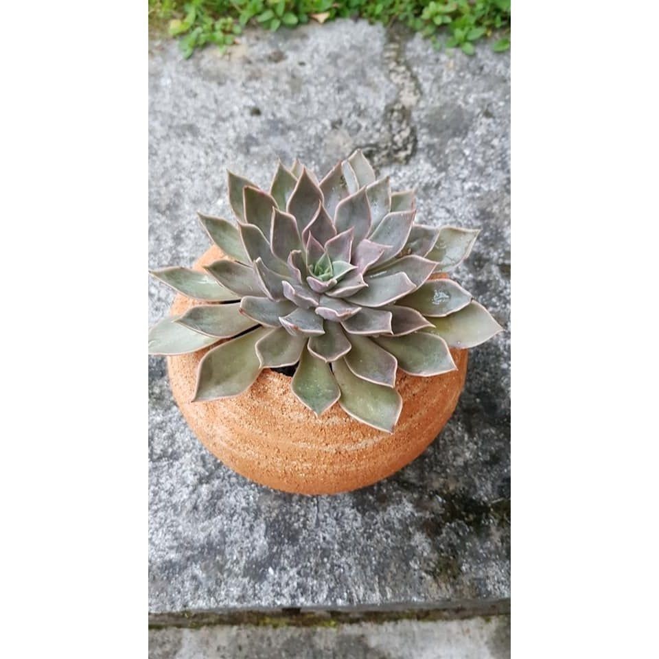 ENVIO SUPER RÁPIDO 100 sementes suculenta Dudleya attenuata com manual de cultivo pronta entrega envio em 24h l T1