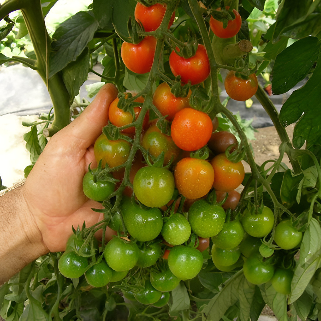 1000 Sementes de Tomate Cereja Italiano Importadas | Alta Germinação | Hortas, Vasos e Jardim | Variedade Produtiva