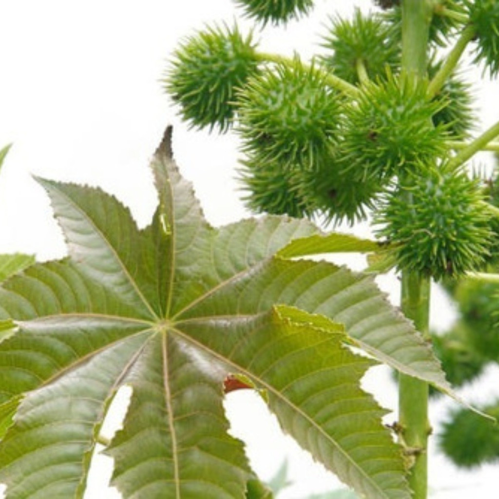 300 Sementes De Mamona Verde Ricinus Comunis Para Plantio