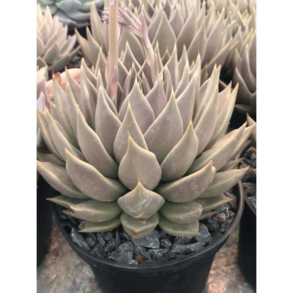 ENVIO SUPER RÁPIDO 100 sementes suculenta Mammillaria elongata com manual de cultivo pronta entrega envio em 24h l T1