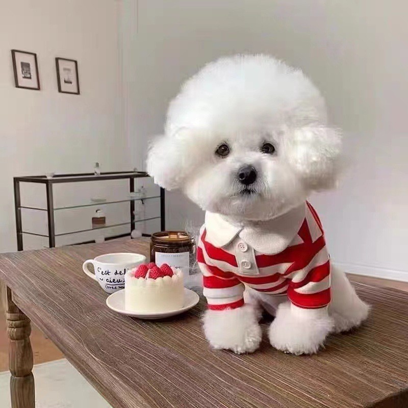 S Populares: Camisa Polo Listrada Animais de Estimação Schnauzer, Teddy, Yorkshire, Bichon, Pomeranian,