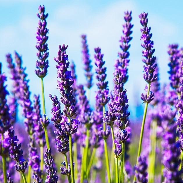 Sementes lavanda original