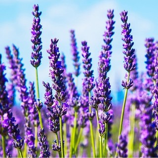 Sementes lavanda original