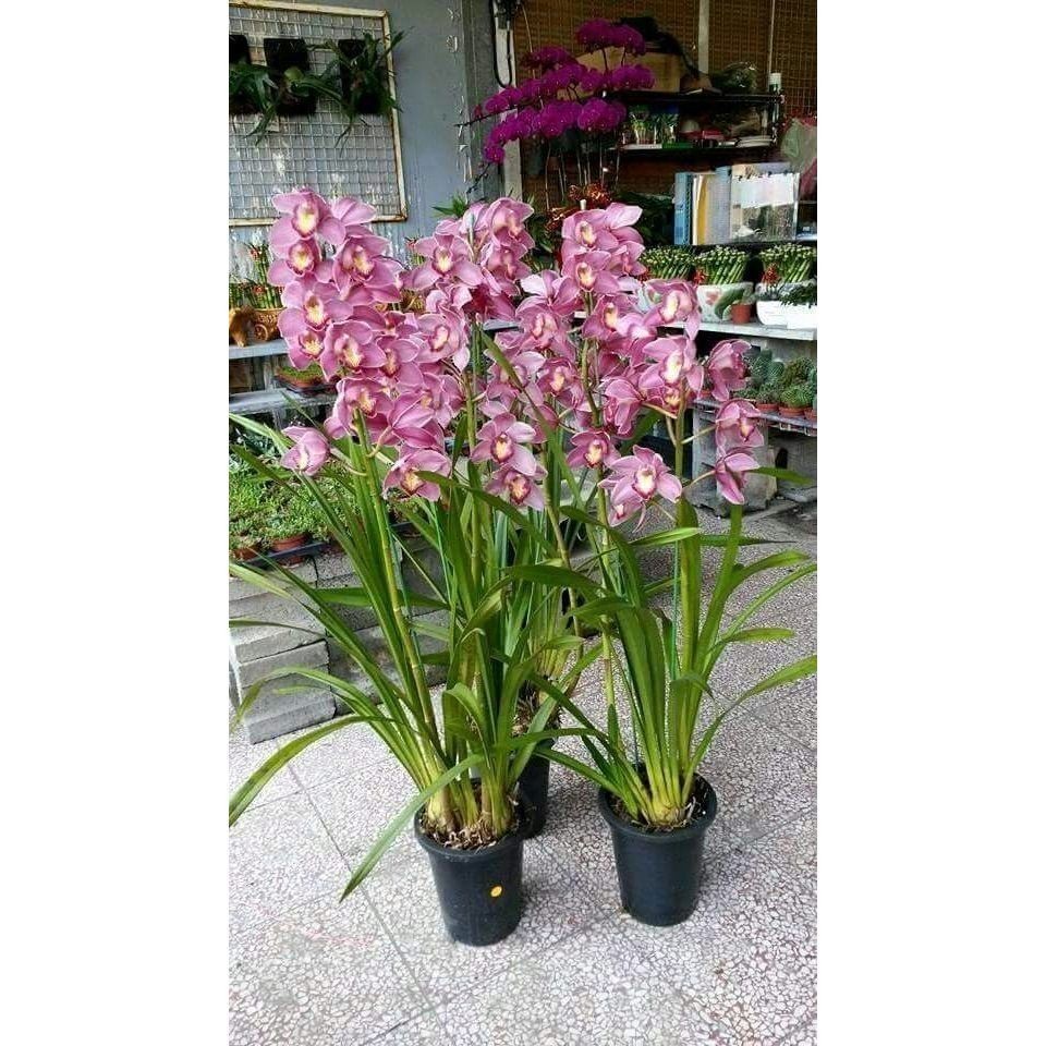100 sementes orquidia cymbidium italy rosa com manual de cultivo pronta entrega envio 24h