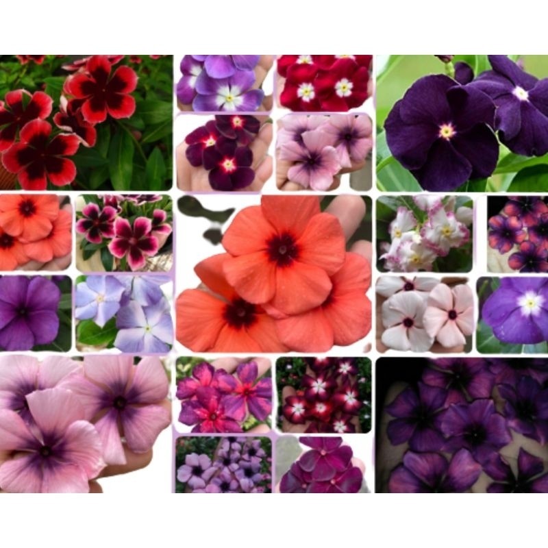 48 Sementes de Vincas de Madagascar Exóticas ( maria sem vergonha ).