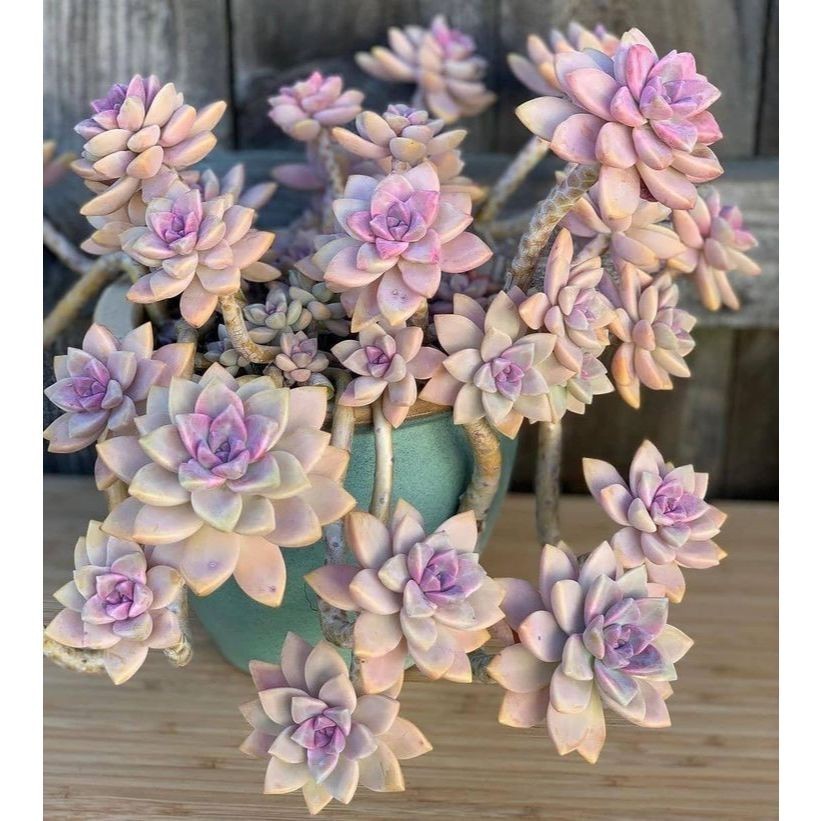 ENVIO SUPER RÁPIDO 100 sementes suculenta Kalanchoe daigremontiana com manual de cultivo pronta entrega envio em 24h l T