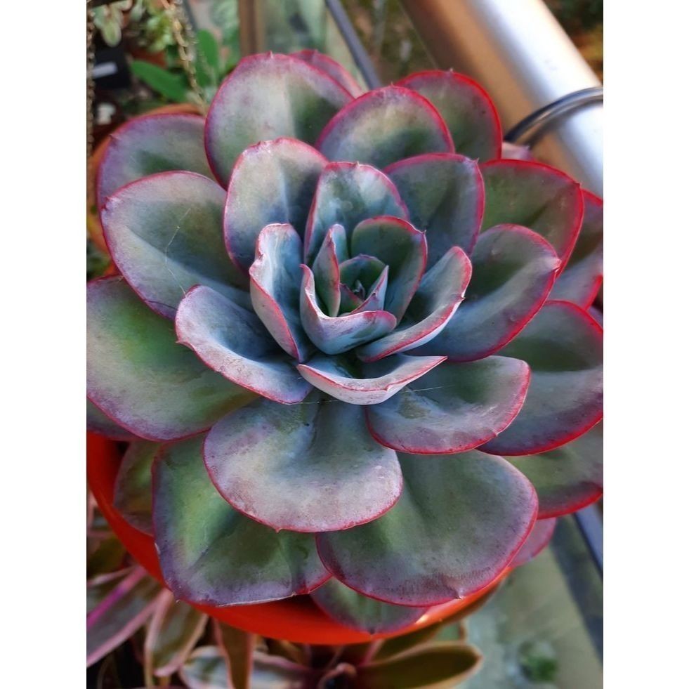 ENVIO SUPER RAPIDO 100 sementes suculenta Crassula marnierianacom  manual de cultivo pronta entrega envio em 24h l T1