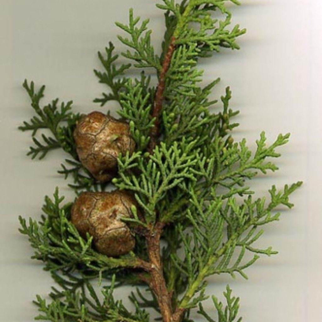 1000 Sementes de Cipreste Italiano (Cupressus sempervirens) Plantamundo p/ Jardim Cerca Viva Ornamentais